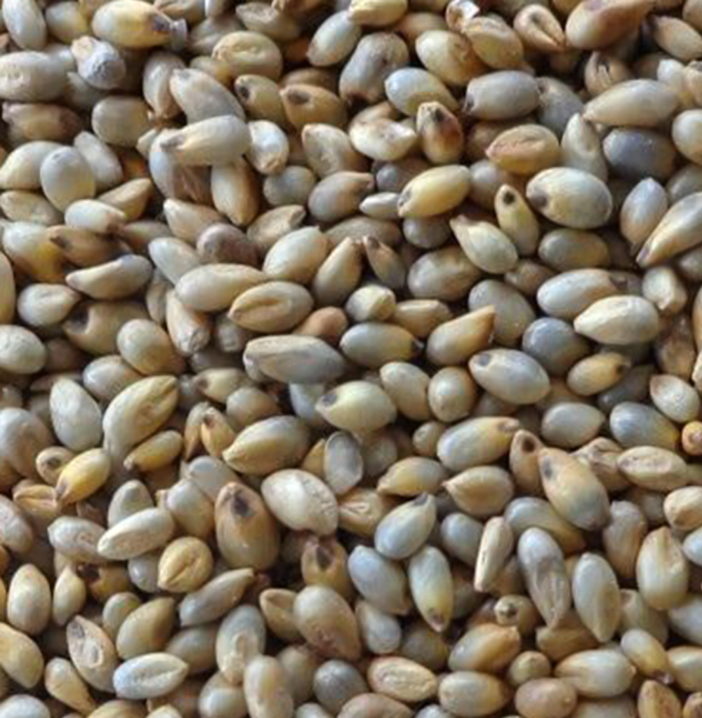 Pearl Millet / Bulrush Millet / Jero / Bajra / Sanyo / hegni / Mahangu / Dukhon - 500 g